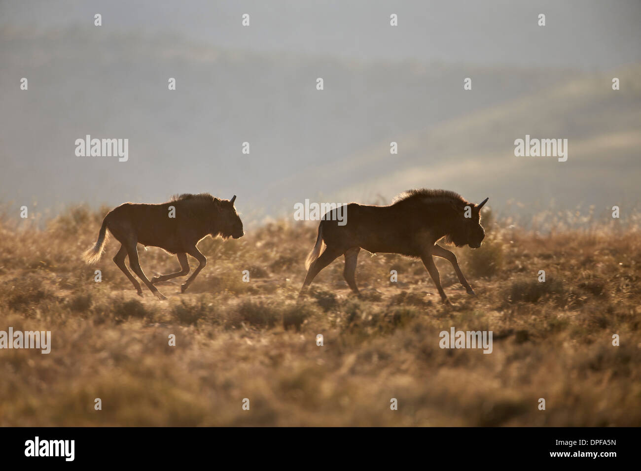 Zwei junge schwarze (Seeadler Gnu) Gnus (Connochaetes Gnou) laufen, Mountain Zebra National Park, Südafrika, Afrika Stockfoto