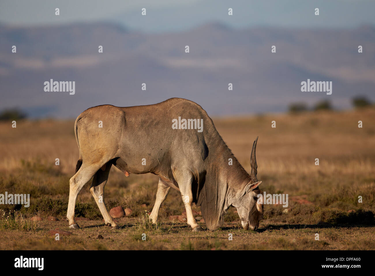 Gemeinsame Eland (Tauro Oryx) Bock, Fütterung, Mountain Zebra National Park, Südafrika, Afrika Stockfoto