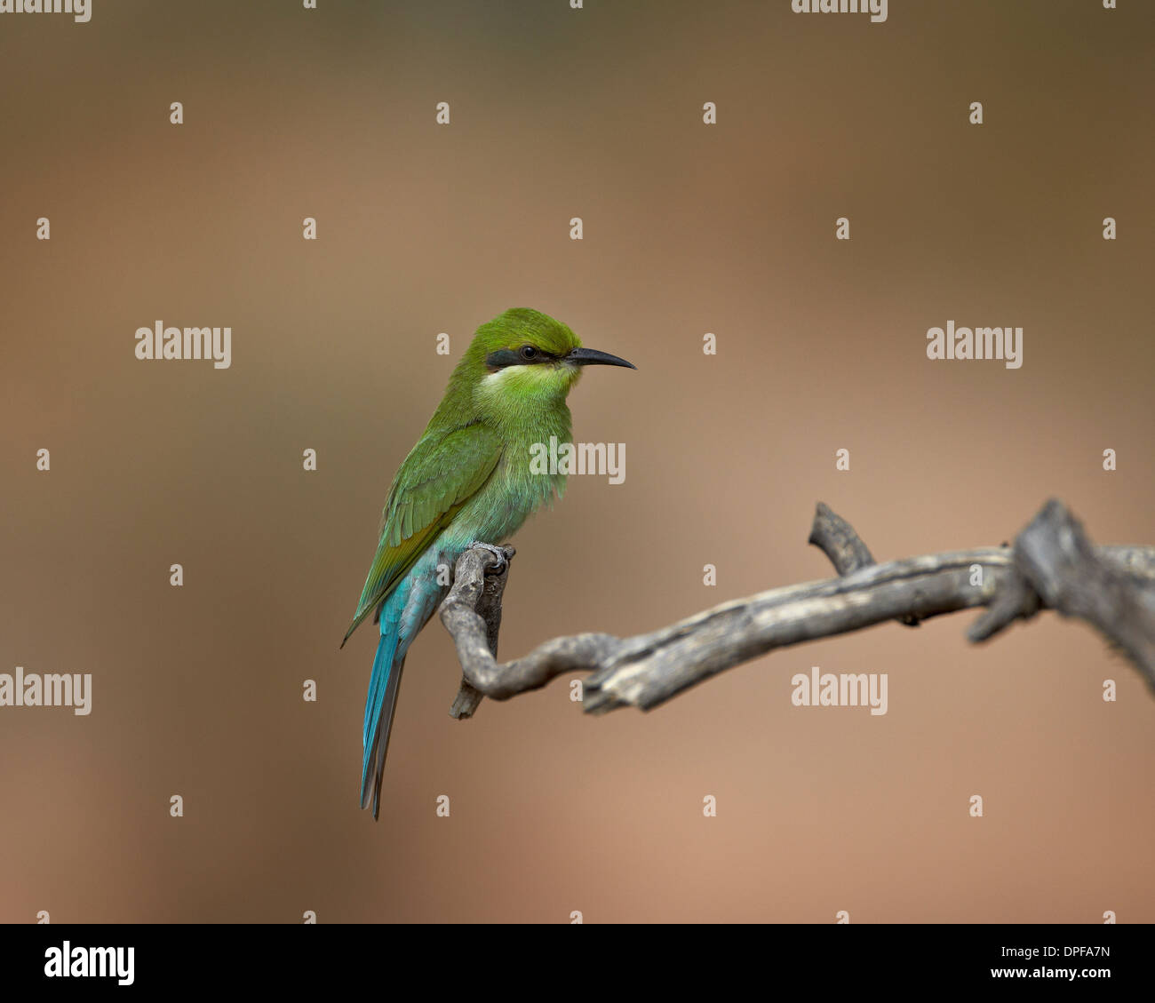 Unreife Zinnenkranz Bienenfresser (Merops Hirundineus), Kgalagadi Transfrontier Park, Südafrika Stockfoto
