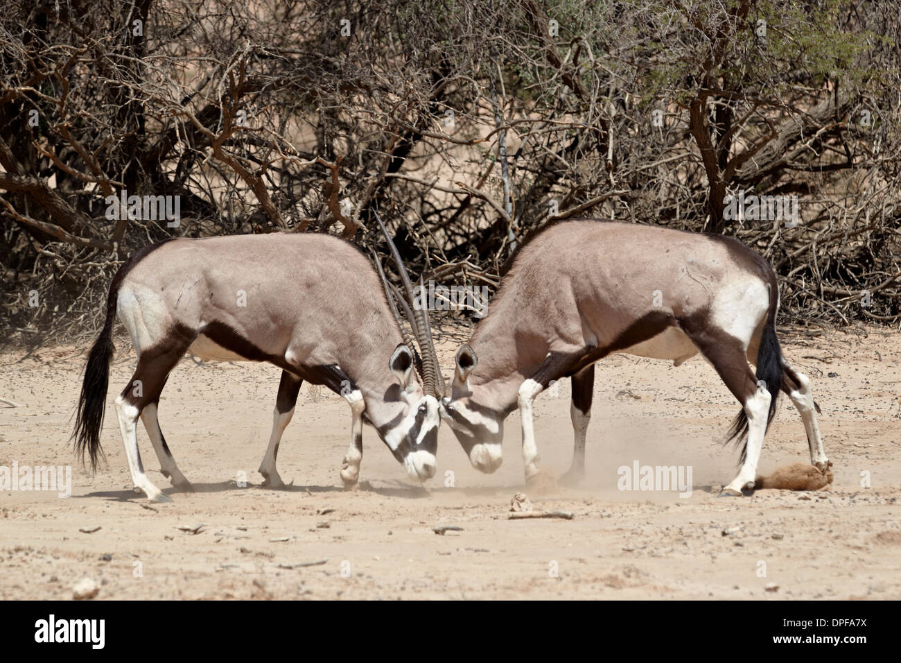 Zwei Gemsbock (südafrikanische Oryx) (Oryx Gazella) kämpfen, Kgalagadi Transfrontier Park, Südafrika Stockfoto
