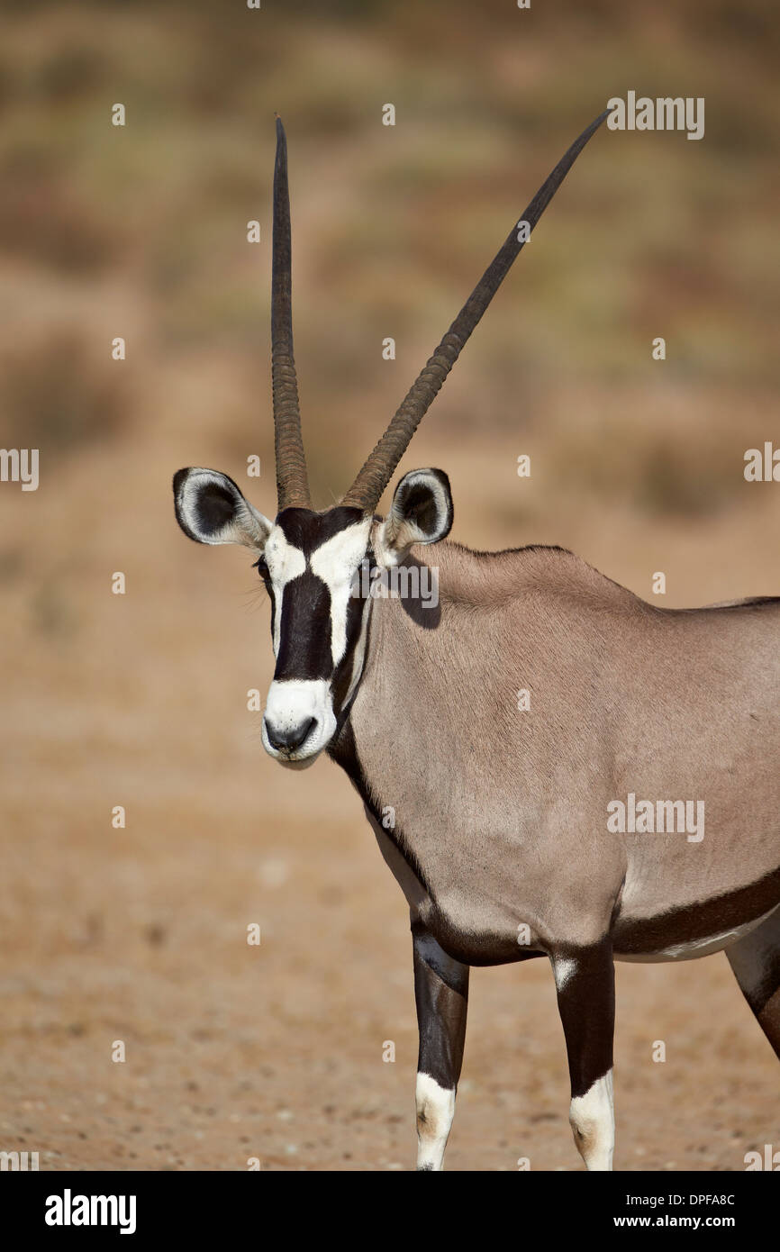 Gemsbock (südafrikanische Oryx) (Oryx Gazella), Kgalagadi Transfrontier Park, Südafrika Stockfoto