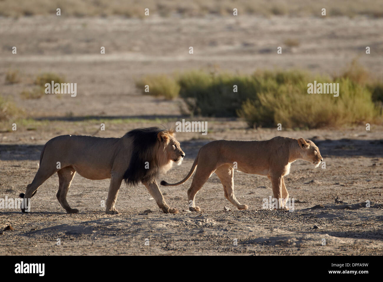 Löwe (Panthera Leo) paar, Kgalagadi Transfrontier Park, umfasst das ehemalige Kalahari Gemsbok National Park in Südafrika Stockfoto