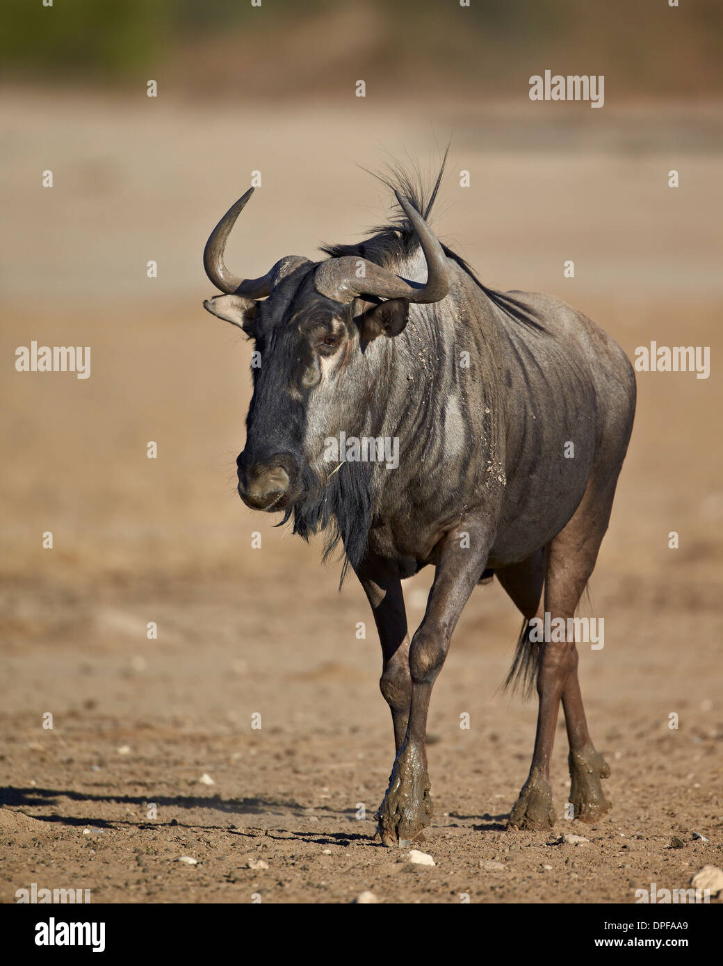 Gnu gnu Fotos und Bildmaterial in hoher Auflösung Alamy
