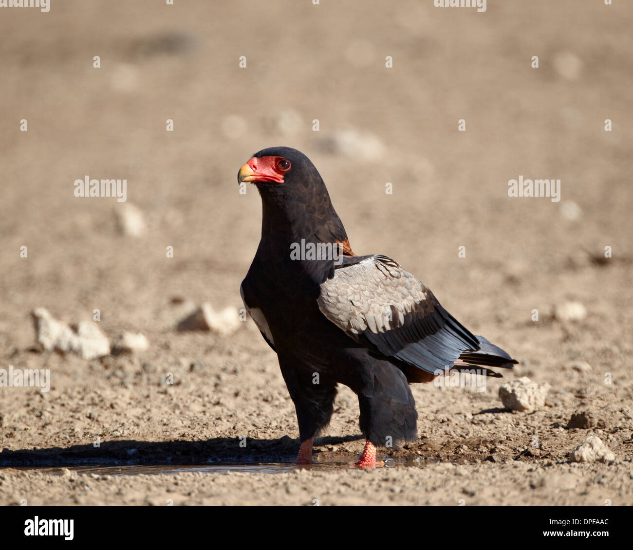 Bateleur (Terathopius Ecaudatus), Kgalagadi Transfrontier Park, Südafrika Stockfoto
