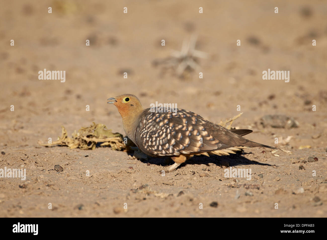 Männliche Namaqua Sandgrouse (Pterocles Namaqua), Kgalagadi Transfrontier Park, Südafrika Stockfoto