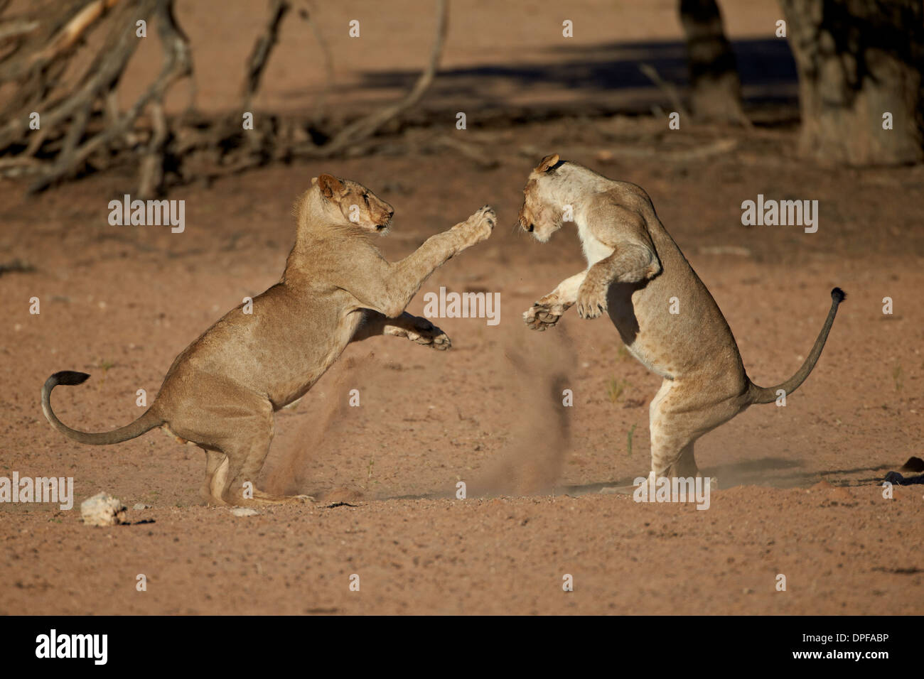 Zwei junge Löwe (Panthera Leo) spielen, Kgalagadi Transfrontier Park, Südafrika Stockfoto