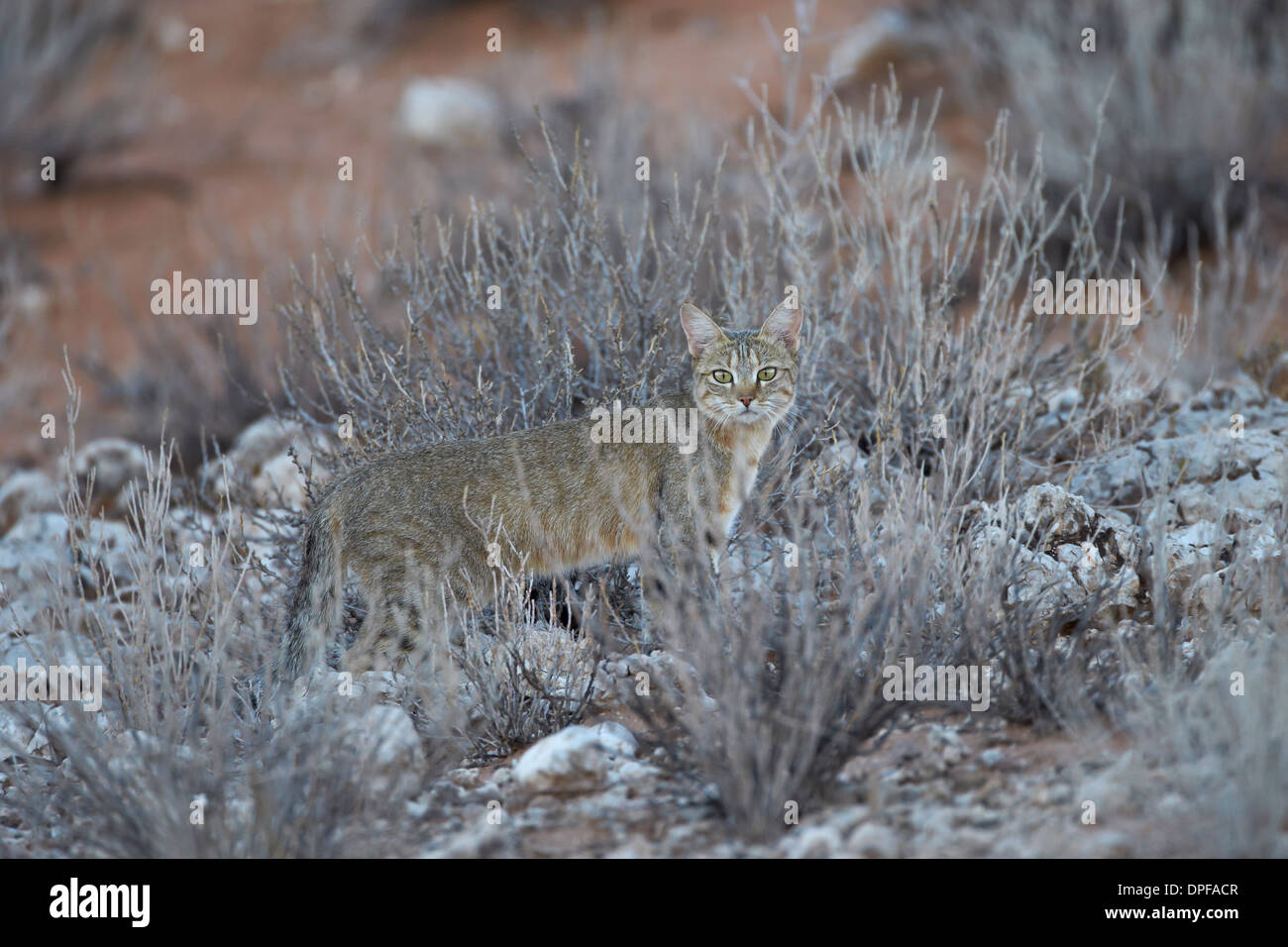 Afrikanische Wildkatze (Felis Silvestris Lybica), Kgalagadi Transfrontier Park, Südafrika Stockfoto