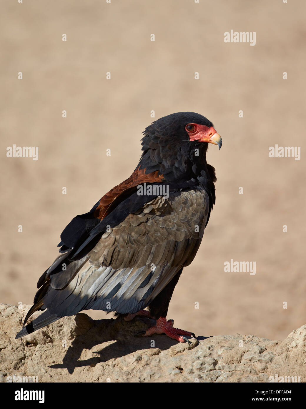 Bateleur (Terathopius Ecaudatus), Kgalagadi Transfrontier Park, Südafrika Stockfoto