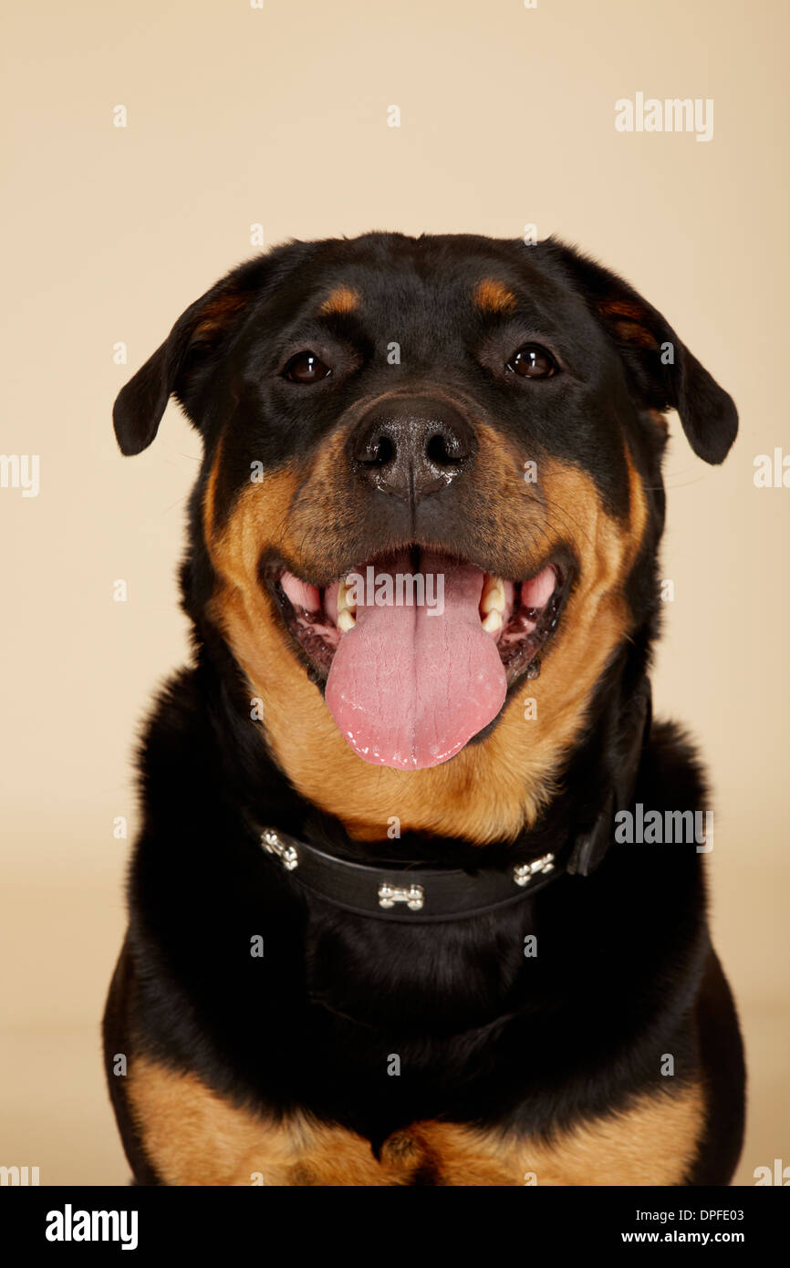 Nahaufnahme Studioportrait von Rottweiler Hund mit Zunge heraus Stockfoto