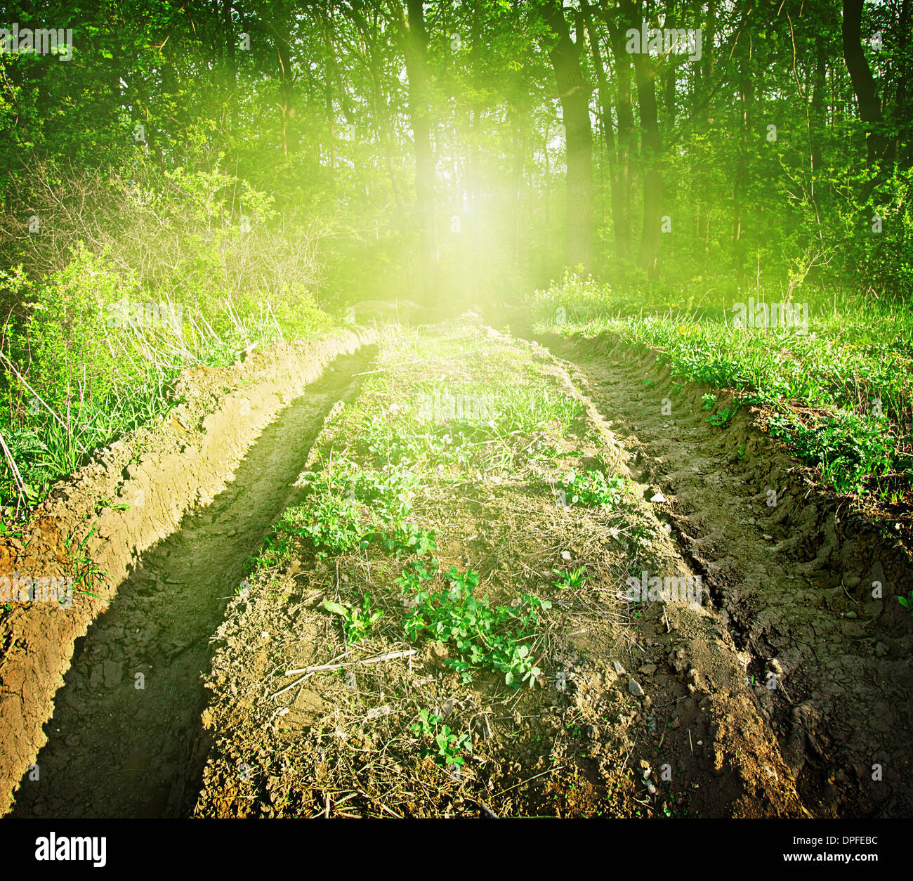 Tiefen Waldweg in den grünen Wald Stockfoto