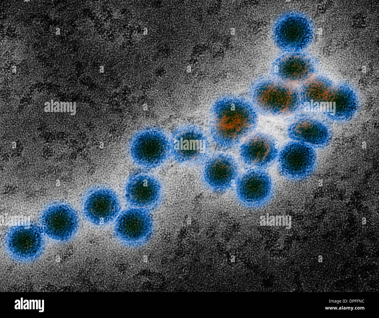 EM von West-Nil-virus Stockfoto