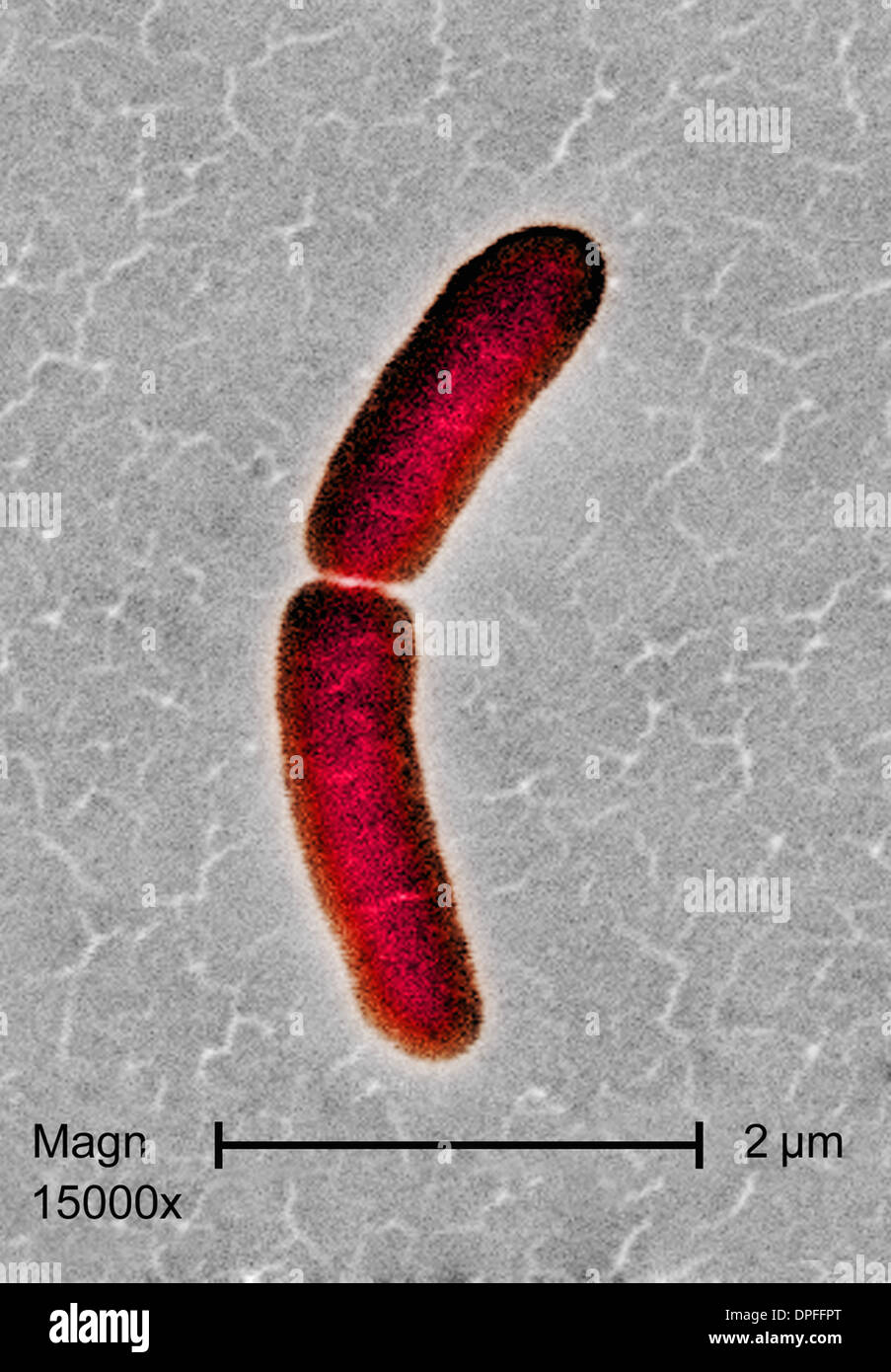 SEM von Salmonella Typhimurium Bakterium Stockfoto