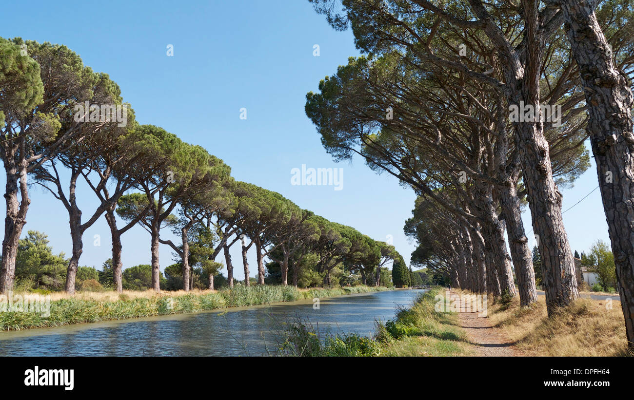 Canal Du Midi, mit Regenschirm Kiefern säumen die Ufer.  Süd-Frankreich. Stockfoto