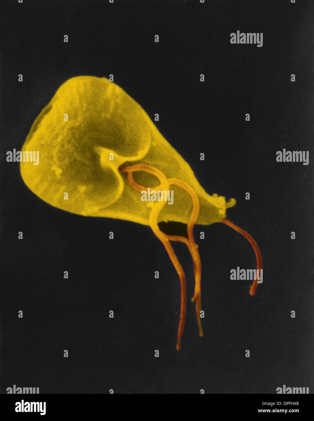 SEM eine geißelbesetzten Giardia Lamblia Protozoen Stockfoto