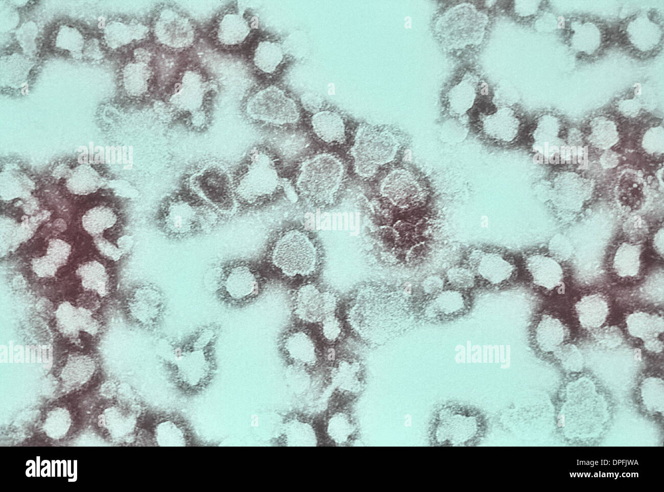 TEM von La Crosse-Enzephalitis-virus Stockfoto