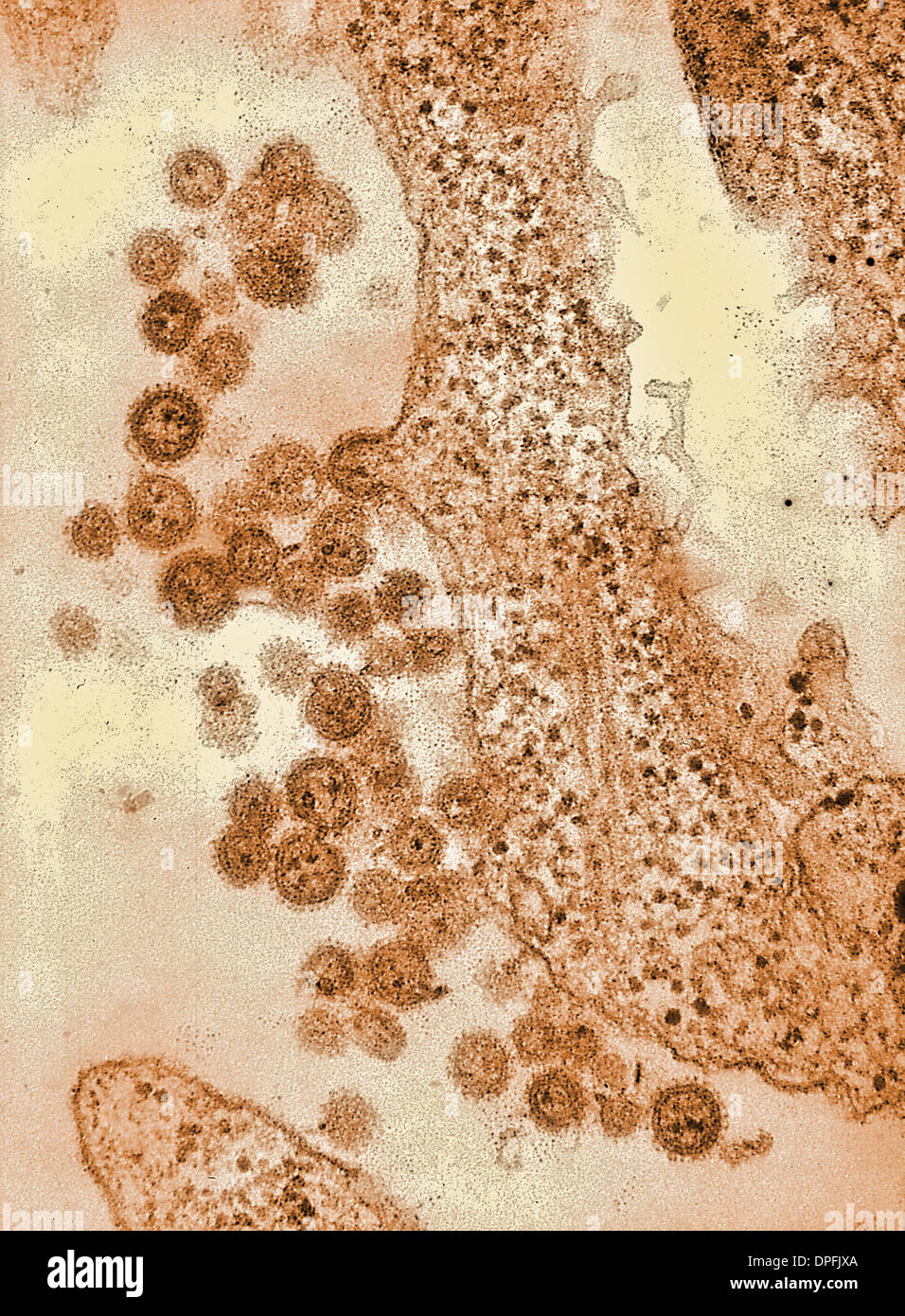 Elektron Mikrophotographie des Machupo-Virus Stockfoto