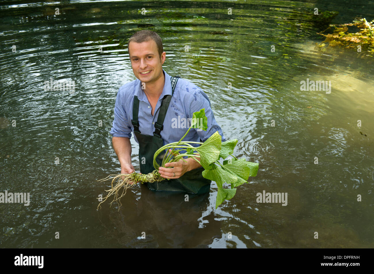 Wasabi wächst in Quellwasser mit produzieren Manager James Haerper DESUNTERNEHMENS Wasabi, Dorset, Großbritannien Stockfoto