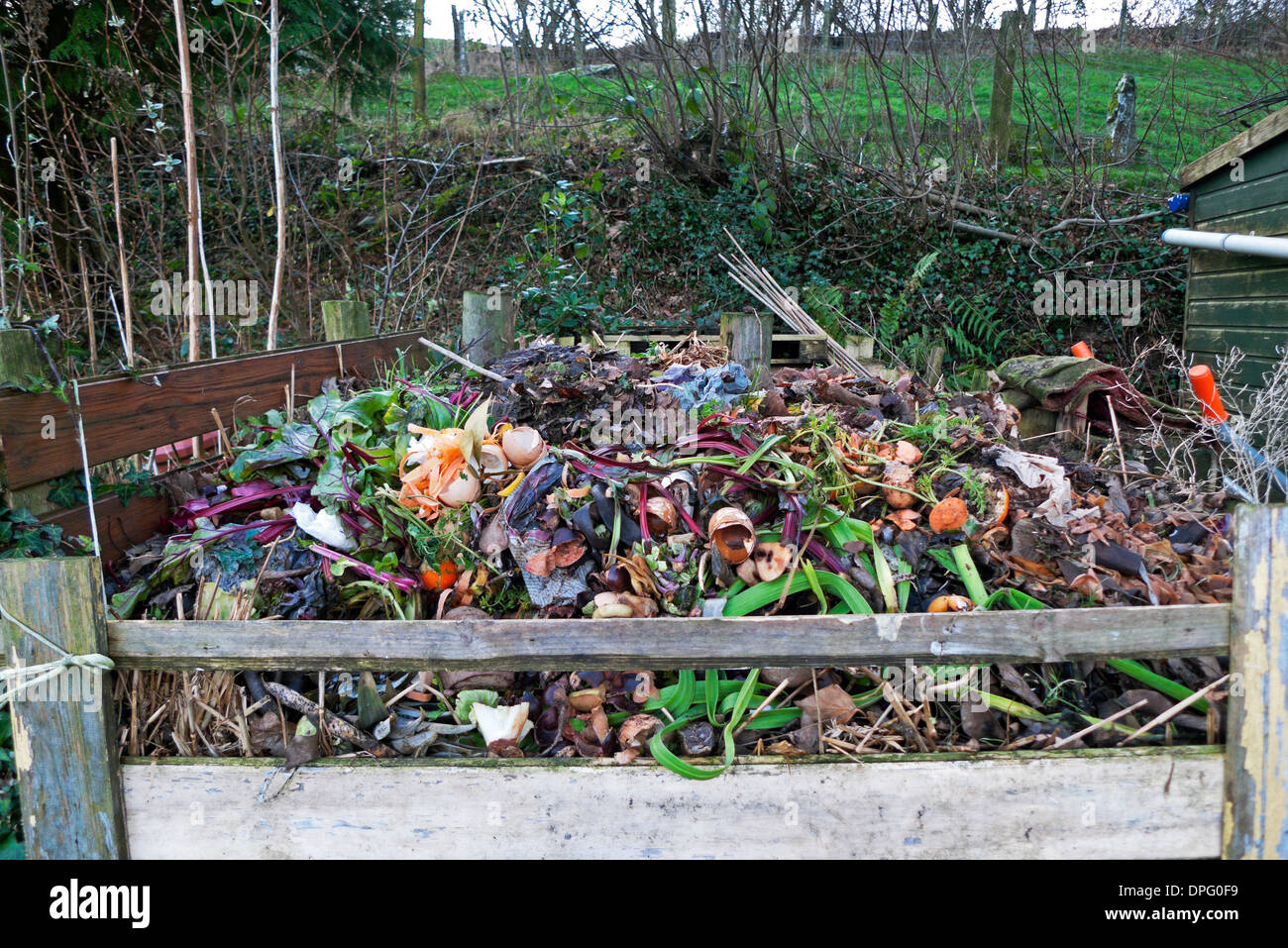 Haufen von Gemüseabfällen verrottet im Gartenkomposthaufen in Holzkompostiereimer im Winter in Carmarthenshire Wales Großbritannien KATHY DEWITT Stockfoto