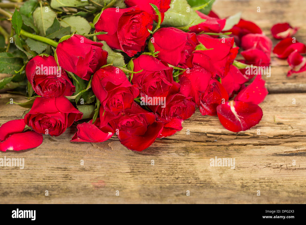 perfekte Valentinstag rose Blumen Stockfoto