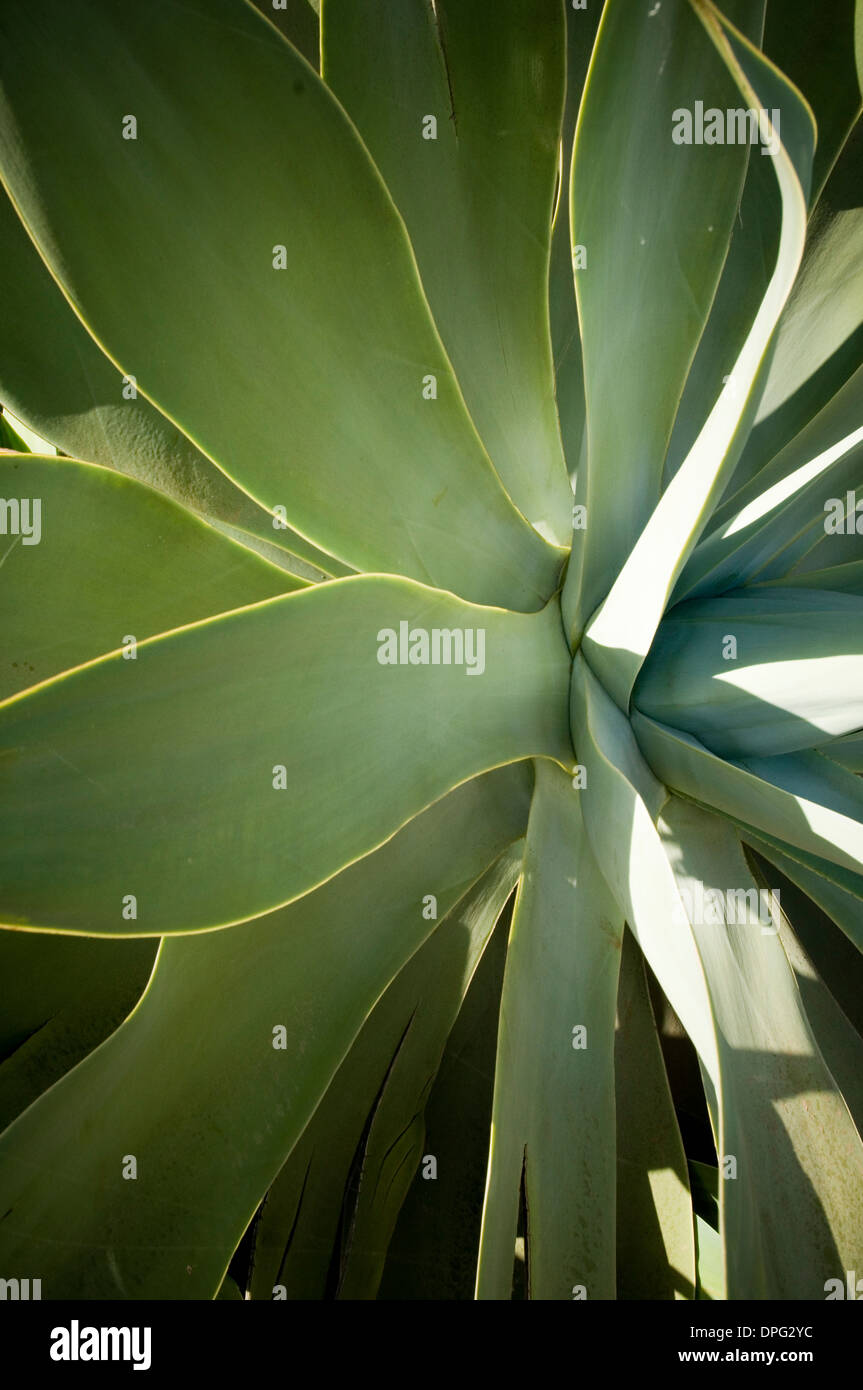 Aloe Vera Pflanze Pflanzen Sukkulenten Sukkulenten Königreich Plantae Clade Angiospermen Clade Monokotyledonen Bestellung Scilloideae Familie Xanthorrho Stockfoto