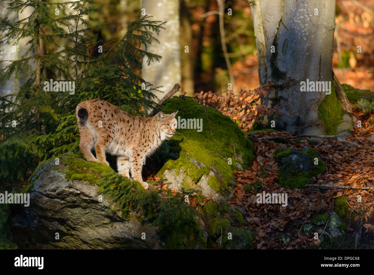 Eurasischer Luchs, Lynx Lynx, eurasische Luchse Stockfoto