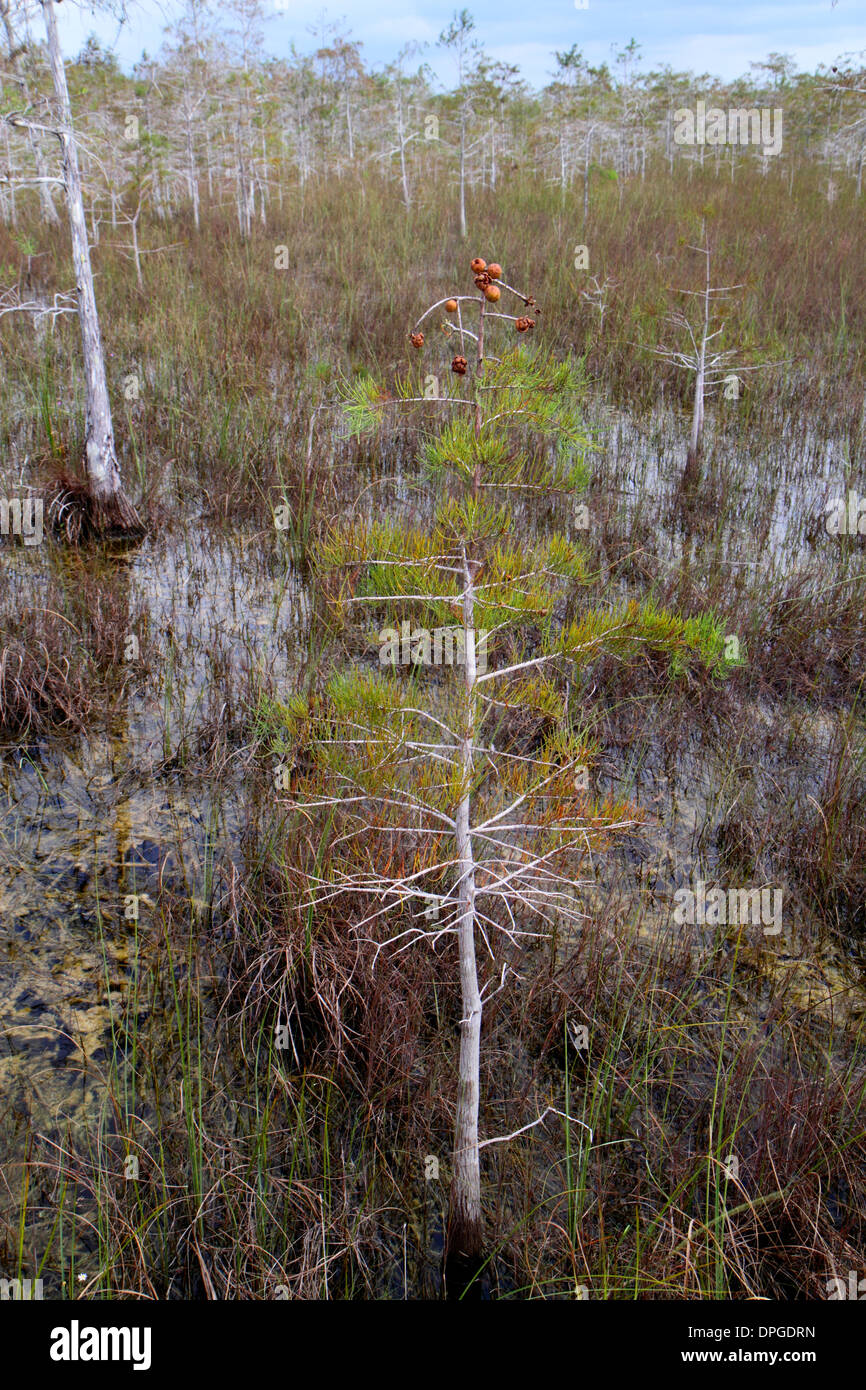 Miami Florida, Everglades National Park, Main Park Road, Zwergzypressen, Süsswasser-Mergel-Prärie, Besucher reisen Reise Tour Tourismus Land Stockfoto