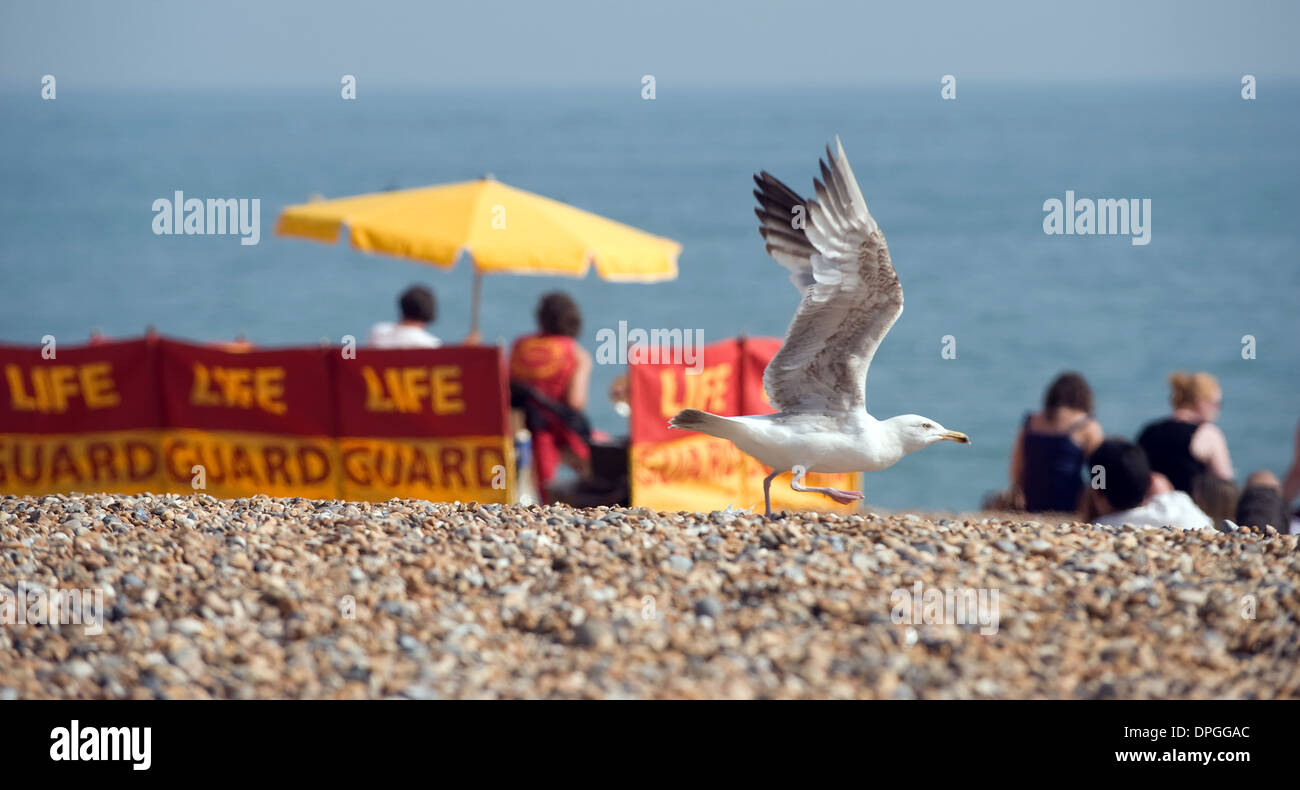Eine Möwe Klappen es ist Flügel und fliegt auf Brighton Seafront. Stockfoto