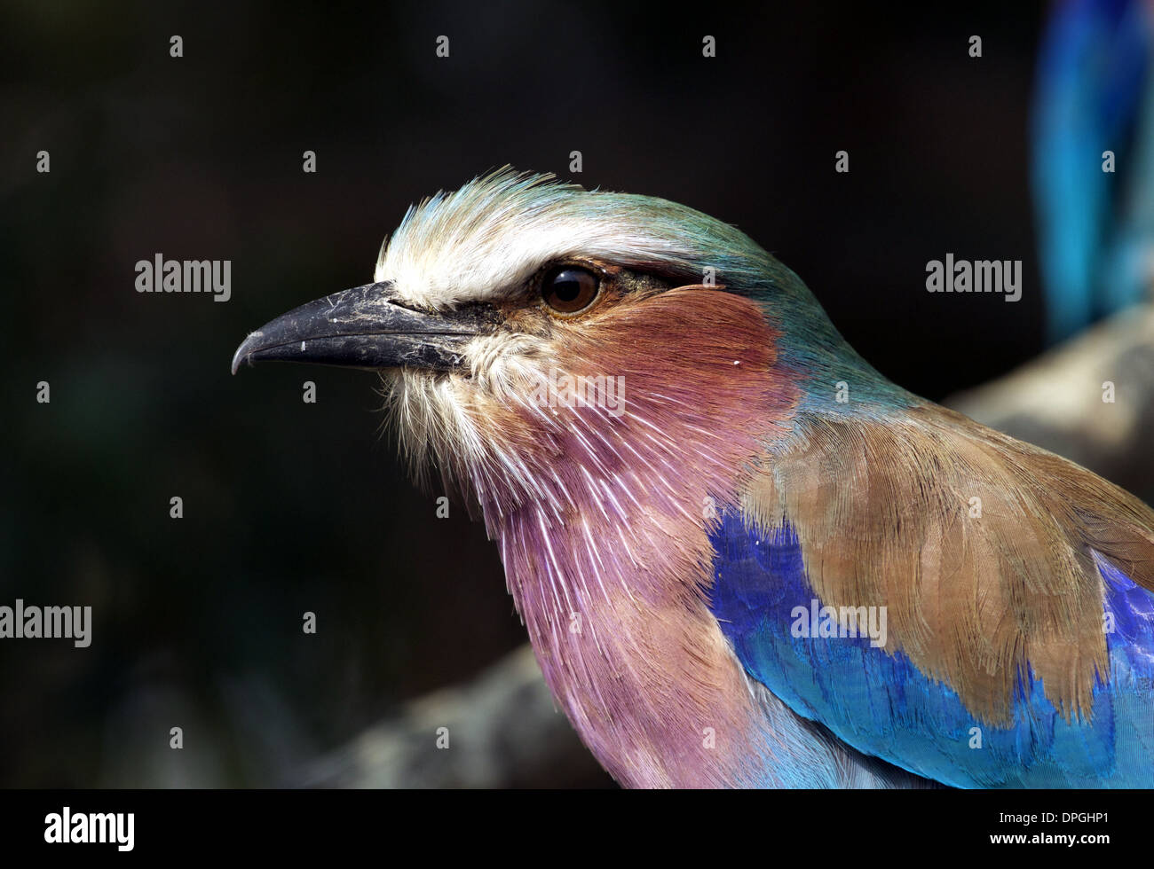 Lilac breasted Roller Vogel, Masai Mara, Kenia, Afrika Stockfoto