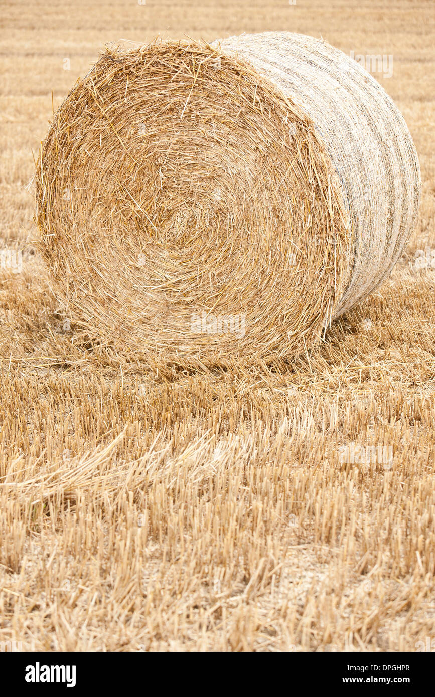 Haybale im Feld Stockfoto