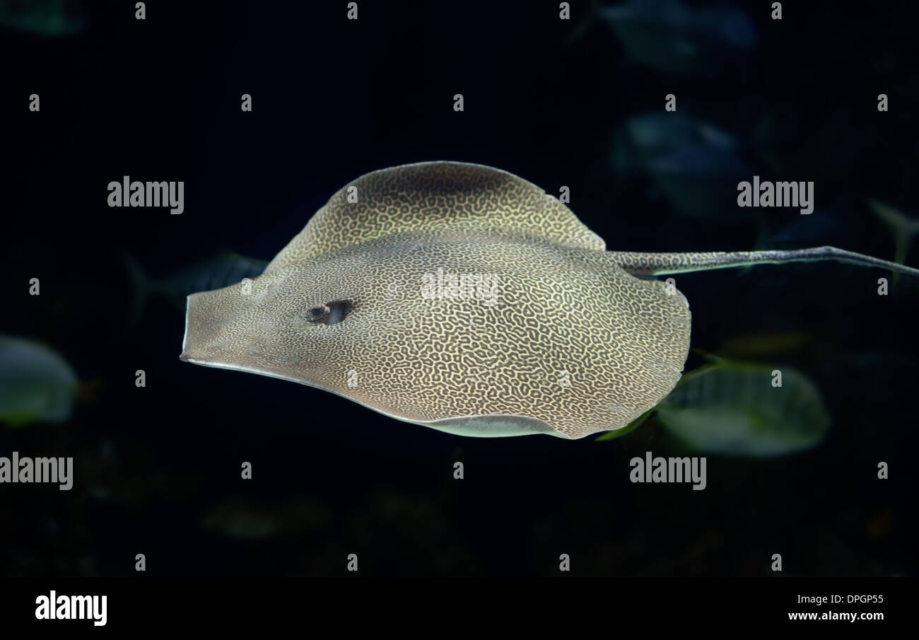 Leopard-Ray schwimmen in der Tiefe Stockfoto