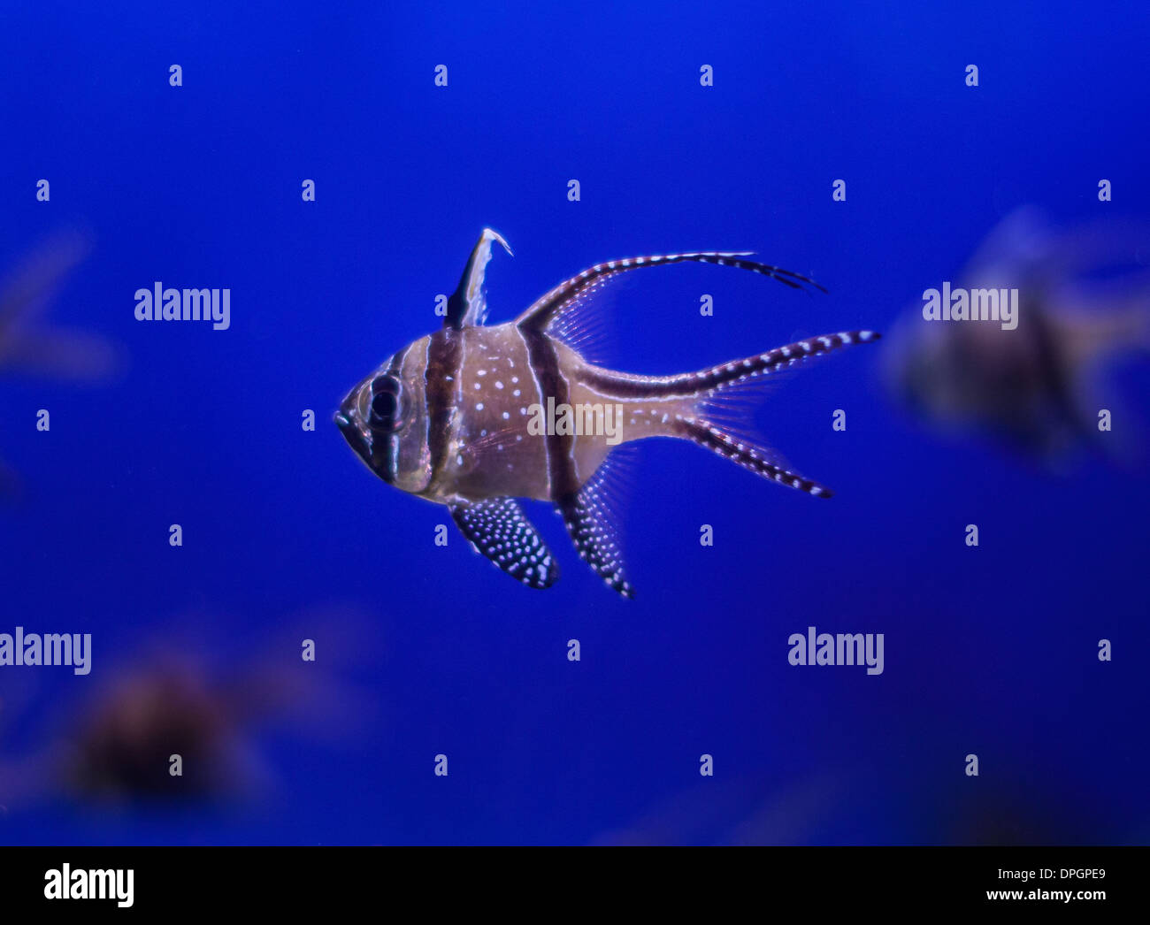 fisch-blaues-wasser-fotos-und-bildmaterial-in-hoher-aufl-sung-alamy