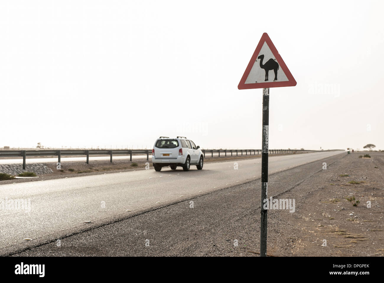 SUV, die bewegte Vergangenheit Straßenschild Alarmierung Treiber auf Anwesenheit von Kamelen Stockfoto