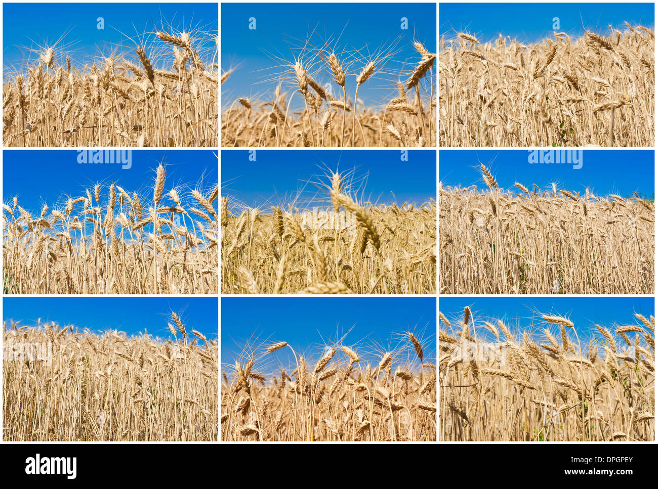 Weizenfeld Stockfoto