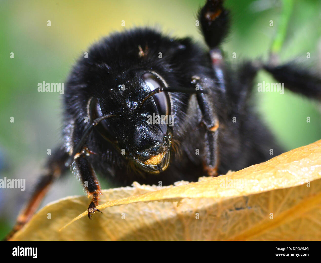 Eine schwarze Hummel, Bombus lapidarius Stockfoto