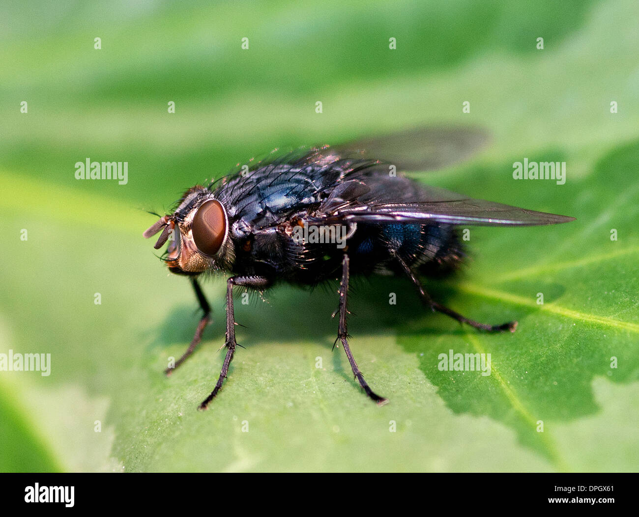 Eine Zusammenarbeit ruht auf Blatt, Hexamerinaufnahme Emetikum Stockfoto