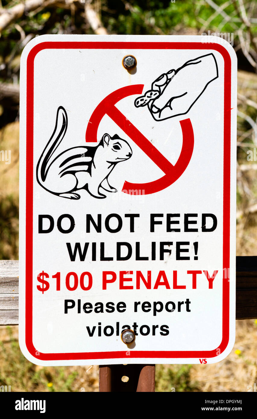 Melden Sie sich nicht ernähren, die Tierwelt, Zion Canyon, Zion Nationalpark, Utah, USA Stockfoto