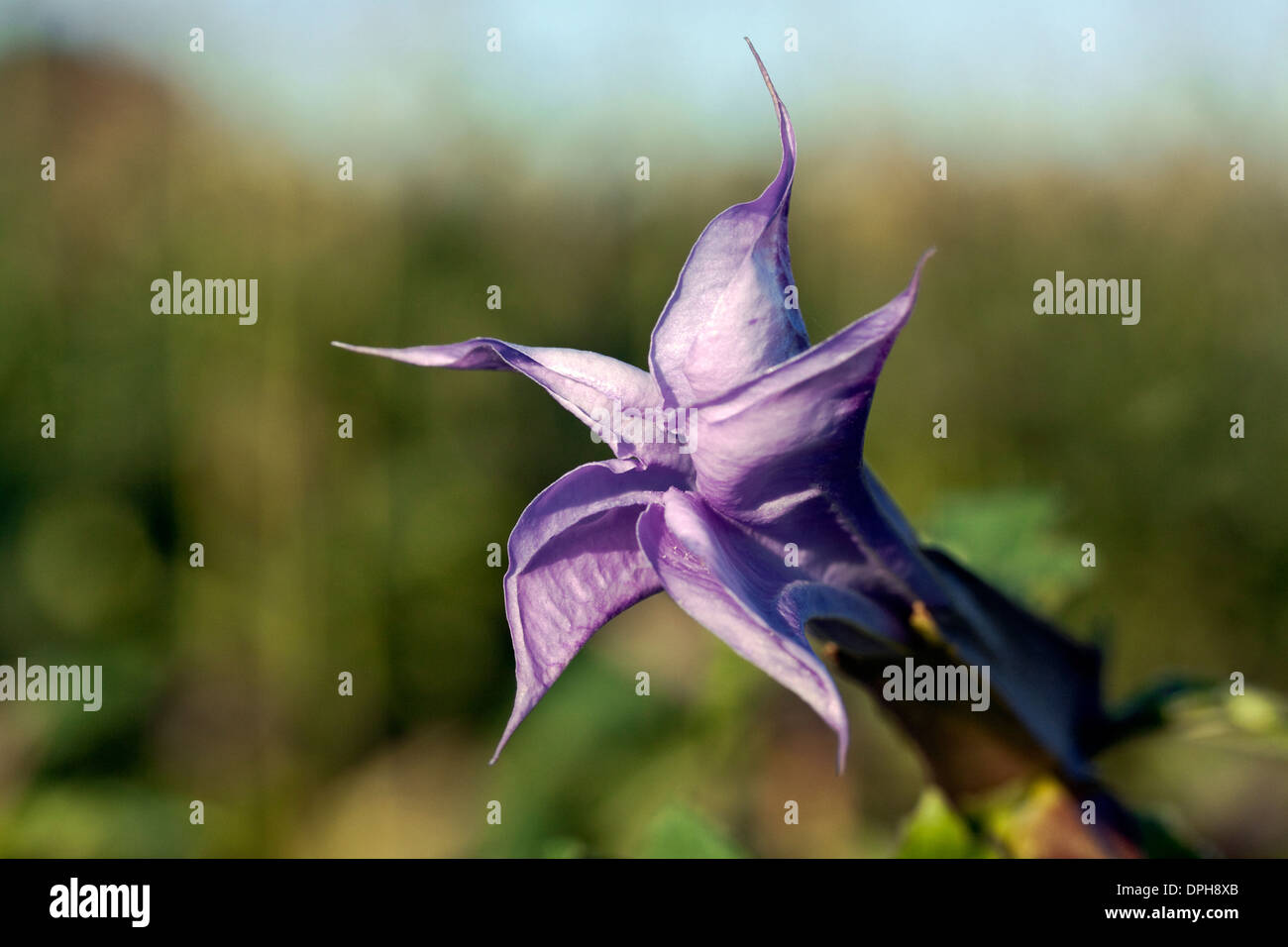 Thorn Apple Blume - auch bekannt als Jimson Unkraut Stockfoto