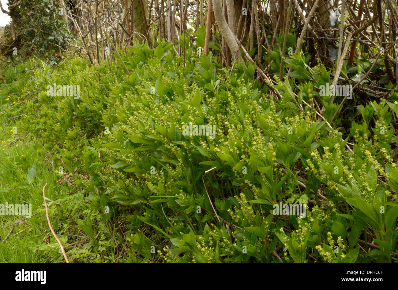 Hund es Quecksilber, Mercurialis perennis Stockfoto