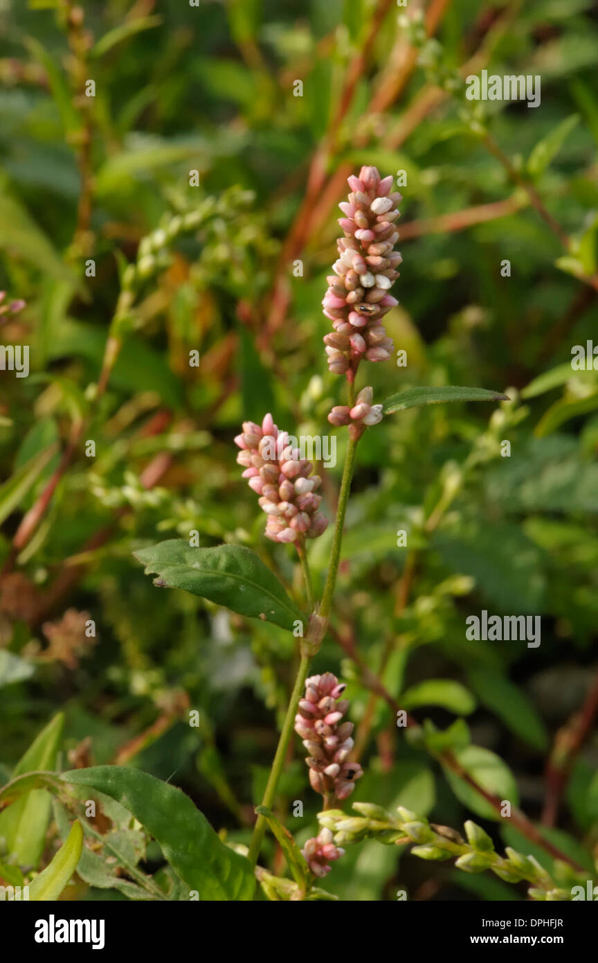 Rotschenkel, Persicaria maculosa Stockfoto