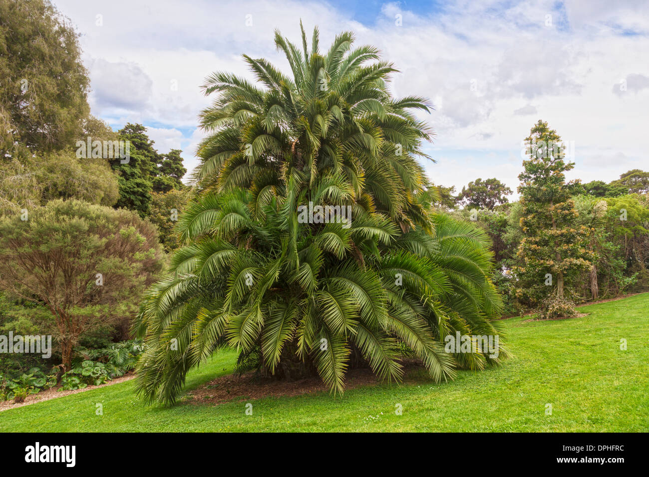 Eine nicht identifizierte Palme in Auckland Botanic Gardens, die aussieht wie ein aufgehäuften Wachstum von Phoenix Canieriensis. Stockfoto