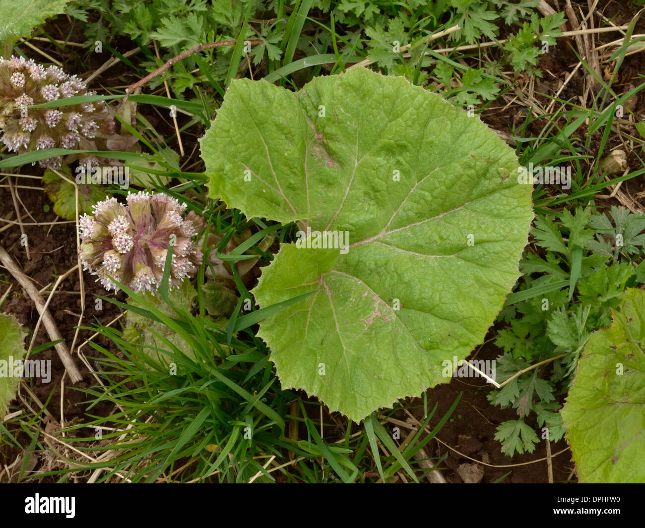 Pestwurz, Petasites Hybridus Blatt und Blumen Stockfoto