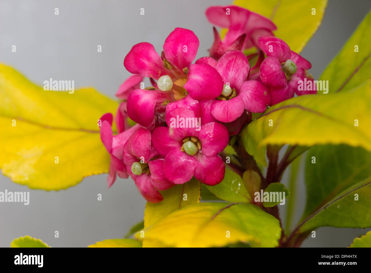 Rosa Blüten und gelbe Blätter von Escallonia Laevis 'Gold Ellen"in einem privaten Garten in Plymouth, England. Stockfoto