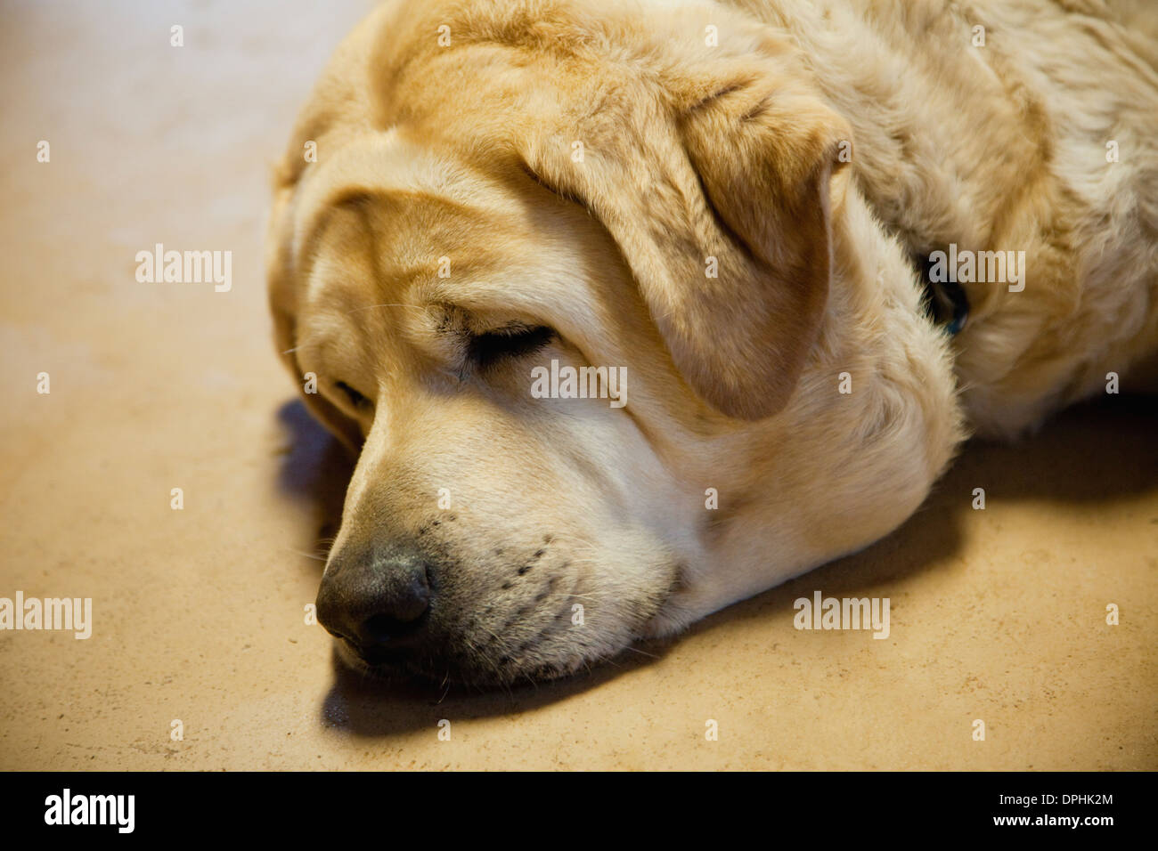 Nahaufnahme von Labrador schlafen Stockfoto