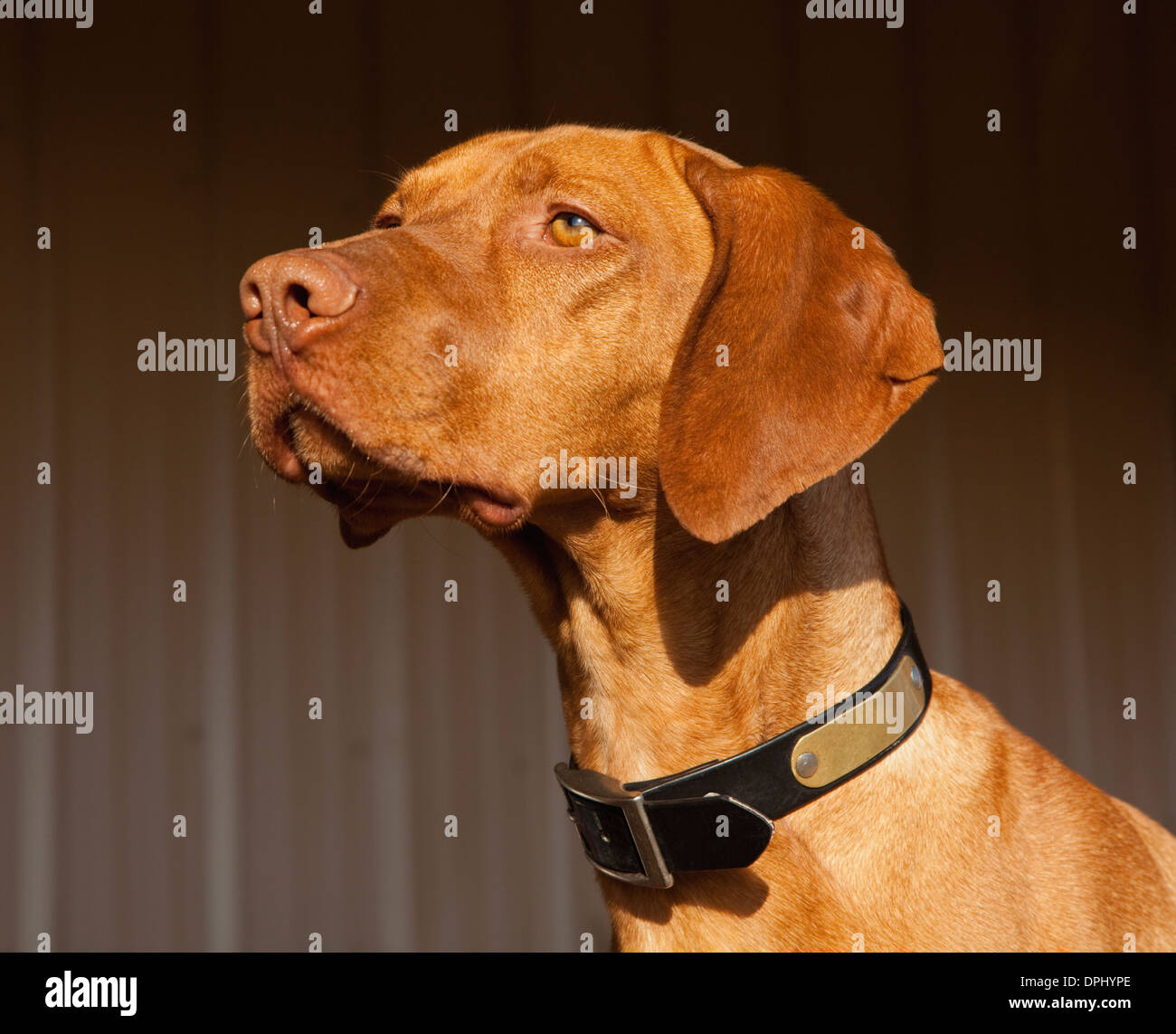 Porträt des Vizsla Hund Stockfoto