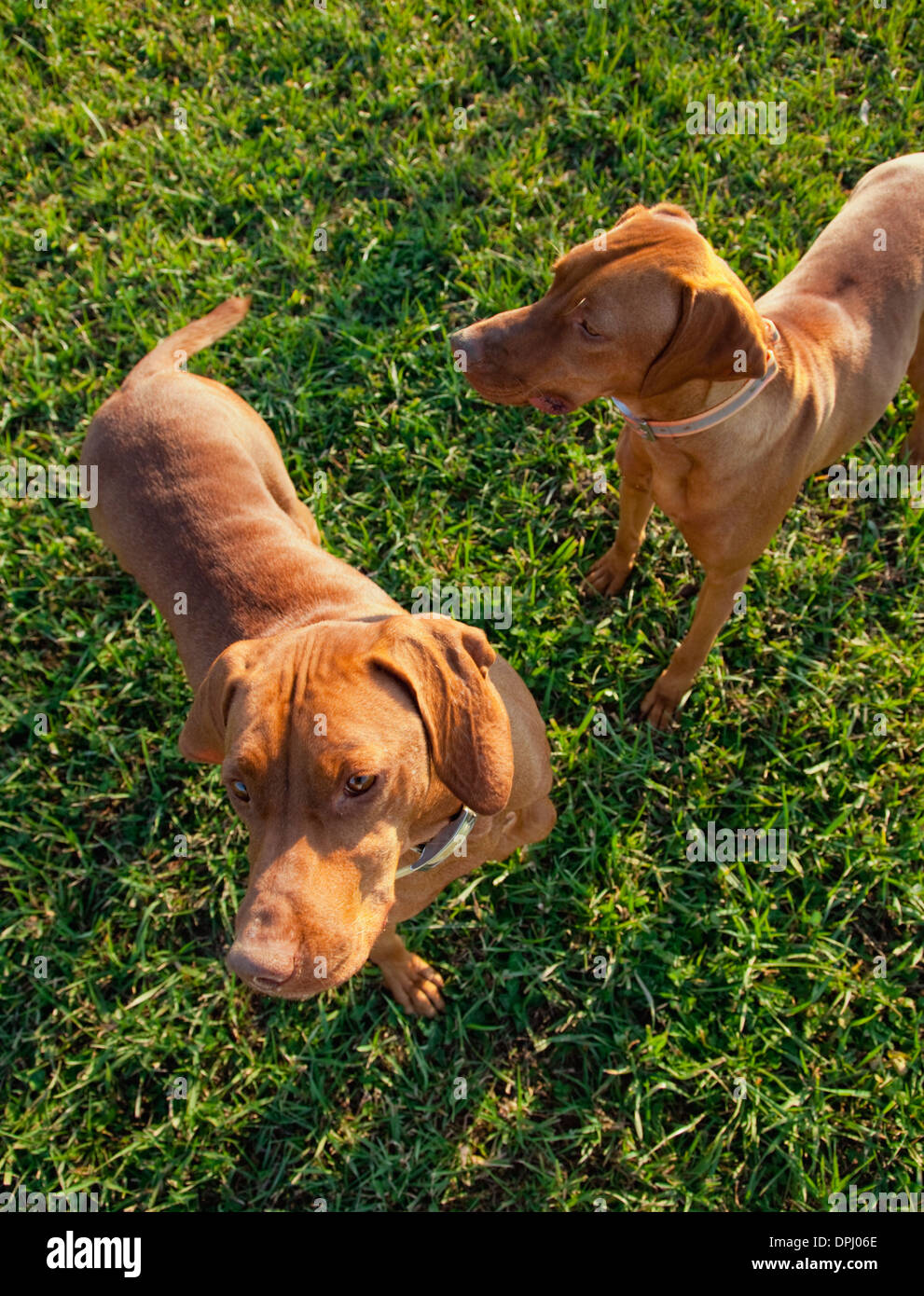 Zwei Vizsla Hunde Stockfoto