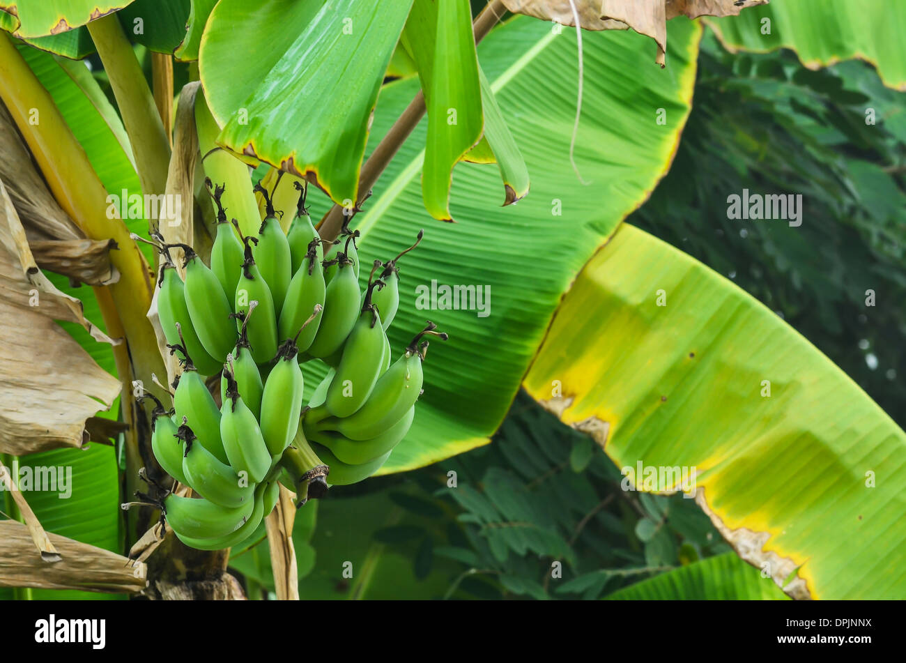 Banane auf dem Bananenbaum Stockfoto