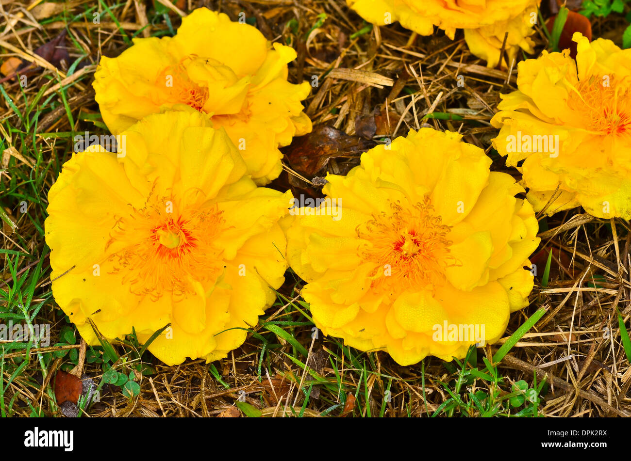 Viele Gelbe Seide Baumwolle Baum Blumen Stockfoto