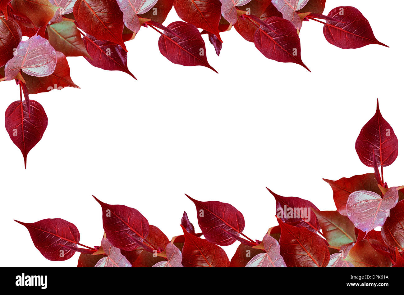 Rote Pho lassen Knospen auf weißem Hintergrund Stockfoto
