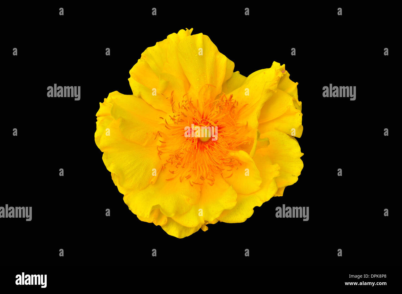 Gelbe Seide Baumwolle Baumwollblume auf schwarzem Hintergrund Stockfoto
