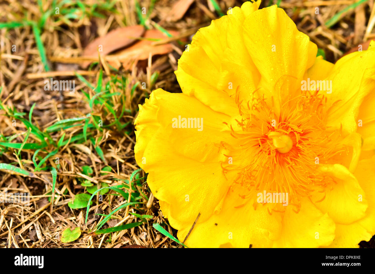 Gelbe Seide Baumwolle Blumen Stockfoto